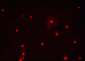 Anti-Olig1 Antibody