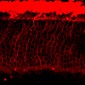 Anti-Rhodopsin Antibody