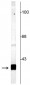 Anti-SNAP25 Antibody