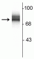 Anti-Synapsin I Antibody