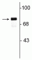 Anti-Synapsin I Antibody