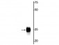 Anti-Troponin I (cardiac) Antibody