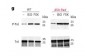 Anti-Troponin I (cardiac) Antibody