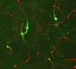 Anti-Tyrosine Hydroxylase Antibody