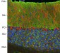 Anti-Visinin-Like Protein 1 (VSNL1) Antibody