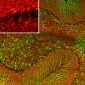 Anti-Visinin-Like Protein 1 (VSNL1) Antibody