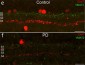 Anti-Vesicular Monoamine Transporter 2, C-terminus (VMAT2) Antibody