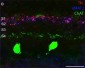 Anti-Vesicular Monoamine Transporter 2, C-terminus (VMAT2) Antibody