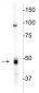 Anti-CNP (2,3-cyclic nucleotide-3-phosphodiesterase) Antibody