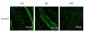 Anti-Connexin 43 Antibody