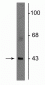 Anti-Connexin 43 Antibody