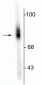 Anti-Dopamine ß-Hydroxylase, N-Terminus Antibody