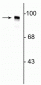 Anti-Dynamin Antibody