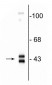 Anti-ERK/MAPK Antibody