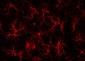 Anti-Glial Fibrillary Acidic Protein (GFAP) Antibody