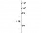 Anti-Hsp60 Antibody