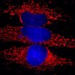 Anti-Hsp60 Antibody