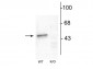 Anti-GABAA Receptor α1, N-Terminus Antibody