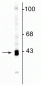 Anti-GAP43 Antibody