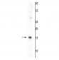 Anti-AIF1/Iba1 Antibody