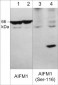 Anti-AIFM1 (Ser-116), Phosphospecific Antibody