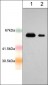 Anti-AIM2 (N-terminal region) Antibody