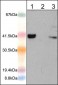 Anti-AIM2 (N-terminal region) Antibody