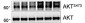 Anti-Akt (N-terminal region) Antibody