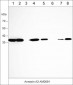 Anti-Annexin A2 Antibody