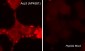 Anti-Arp3 (C-terminal region) Antibody