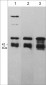 Anti-Arp3 (C-terminal region) Antibody