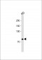 NRG1 Antibody (Center)