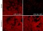 Anti-ATM (C-terminal region) Antibody