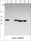 Anti-β-Actin Antibody