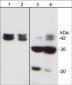 Anti-Actin (N-terminal region) Antibody