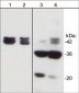 Anti-Actin (Tyr-53), Phosphospecific Antibody