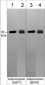 Anti-Adiponectin (C-terminal region) Antibody