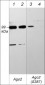 Anti-Argonaute 2 Antibody