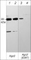 Anti-Argonaute 2 (Ser-387), Phosphospecific Antibody