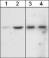 Anti-Akt (Ser-473), Phosphospecific Antibody