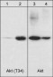 Anti-Akt (N-terminal region) Antibody