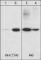 Anti-Akt (Thr-34), Phosphospecific Antibody