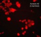 Anti-Annexin A2 (C-terminal region) Antibody