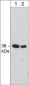 Anti-Annexin A2 (C-terminal region) Antibody