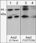 Anti-Arp2 (Thr-237/Thr-238), Phosphospecific Antibody