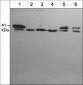 Anti-Arpc1b/p41-Arc (C-terminal region) Antibody