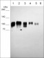 Anti-B7-H3/CD276 (Extracellular region) Antibody