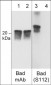 Anti-Bad (Ser-112), Phosphospecific Antibody
