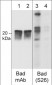 Anti-Bad (Ser-26), Phosphospecific Antibody