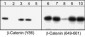 Anti-β-Catenin (Tyr-86), Phosphospecific Antibody